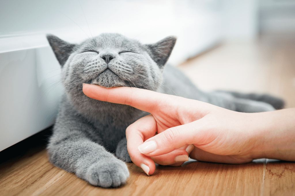 Otite externa nos gatos  Sintomas, tratamento e prevenção