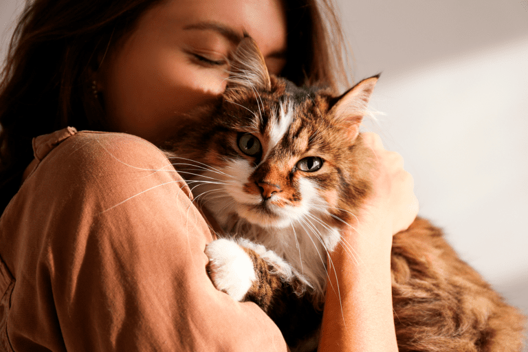 otite-em-gatos-como-prevenir-e-tratar-a-inflamacao-no-ouvido dos felinos