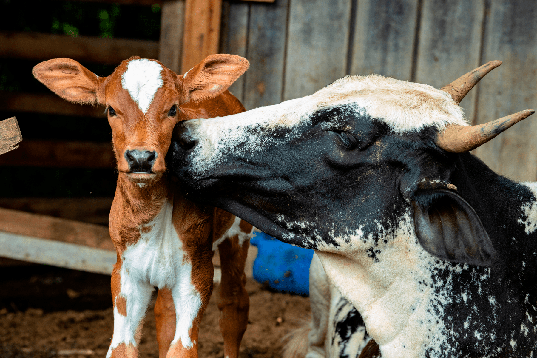 primeiros-cuidados-com-neonatos-bovinos