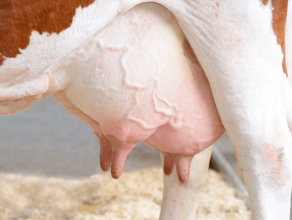 Ectonil Pour-on - Pearson Saúde Animal