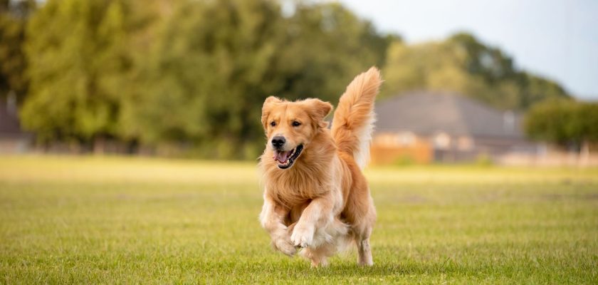 Golden-Retriever-blog