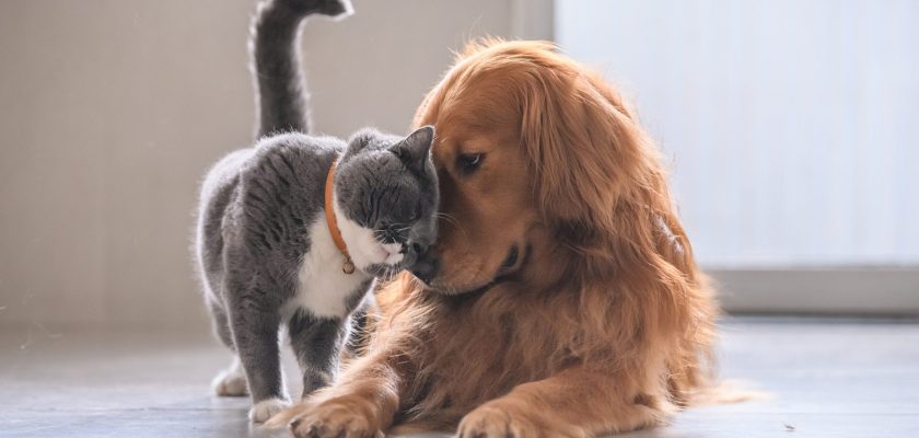 a-importancia-dos-suplementos-na-imunidade-de-caes-e-gatos