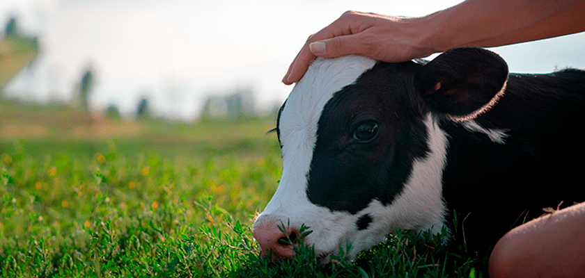 primeiros-cuidados-com-neonatos-bovinos